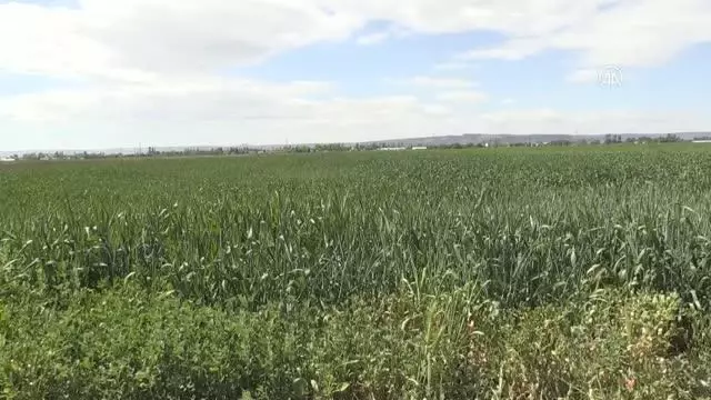 ESKİŞEHİR - Çiftçiler Cumhurbaşkanı Erdoğan'ın açıkladığı hububat alım fiyatlarını memnuniyetle karşıladı ESKİŞEHİR - Çiftçiler Cumhurbaşkanı Erdoğan'ın açıkladığı hububat alım fiyatlarını memnuniyetle karşıladı