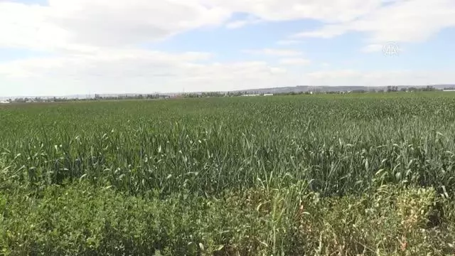 ESKİŞEHİR - Çiftçiler Cumhurbaşkanı Erdoğan'ın açıkladığı hububat alım fiyatlarını memnuniyetle karşıladı ESKİŞEHİR - Çiftçiler Cumhurbaşkanı Erdoğan'ın açıkladığı hububat alım fiyatlarını memnuniyetle karşıladı