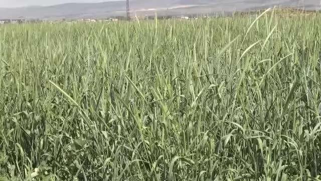 ESKİŞEHİR - Çiftçiler Cumhurbaşkanı Erdoğan'ın açıkladığı hububat alım fiyatlarını memnuniyetle karşıladı ESKİŞEHİR - Çiftçiler Cumhurbaşkanı Erdoğan'ın açıkladığı hububat alım fiyatlarını memnuniyetle karşıladı