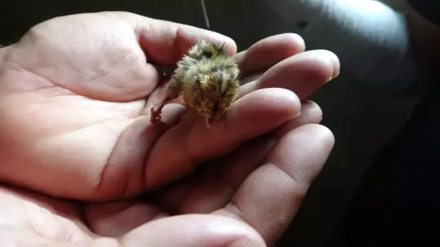 Gören dönüp bir daha bakıyor! 3 ayaklı olarak dünyaya geldi Gören dönüp bir daha bakıyor! 3 ayaklı olarak dünyaya geldi