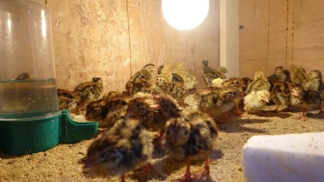 Gören dönüp bir daha bakıyor! 3 ayaklı olarak dünyaya geldi Gören dönüp bir daha bakıyor! 3 ayaklı olarak dünyaya geldi