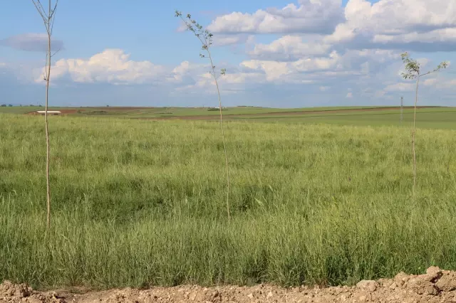 KIRKLARELİ - Halkalı-Kapıkule demir yolu hattında kullanılan merada yetiştirilen hayvan yemi besiciye dağıtılacak