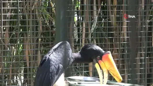 insanoglunun aksesuar sevdasi bu turun sonunu 3 14138953 o