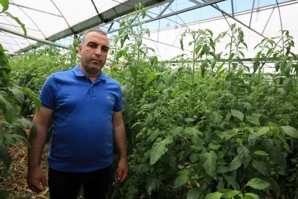 'İsrail virüsü' domatesin koronası 'İsrail virüsü' domatesin koronası