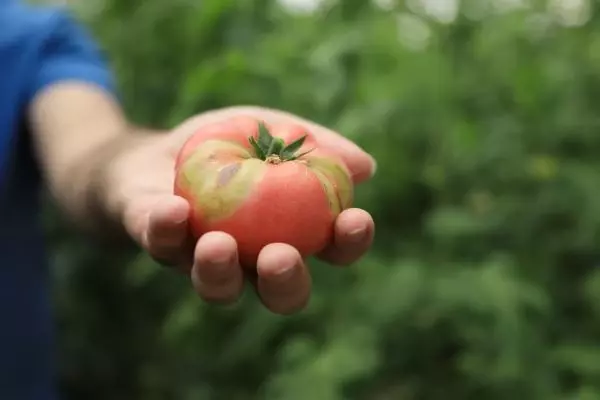 'İsrail virüsü' domatesin koronası 'İsrail virüsü' domatesin koronası