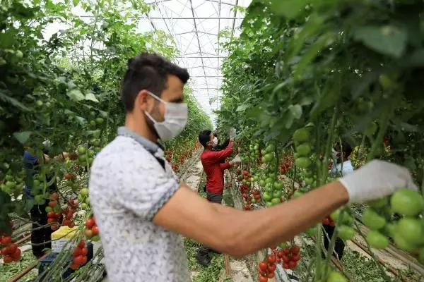 'İsrail virüsü' domatesin koronası 'İsrail virüsü' domatesin koronası