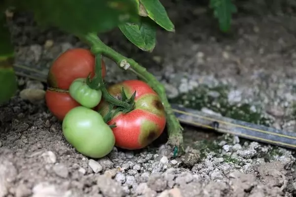 'İsrail virüsü' domatesin koronası 'İsrail virüsü' domatesin koronası