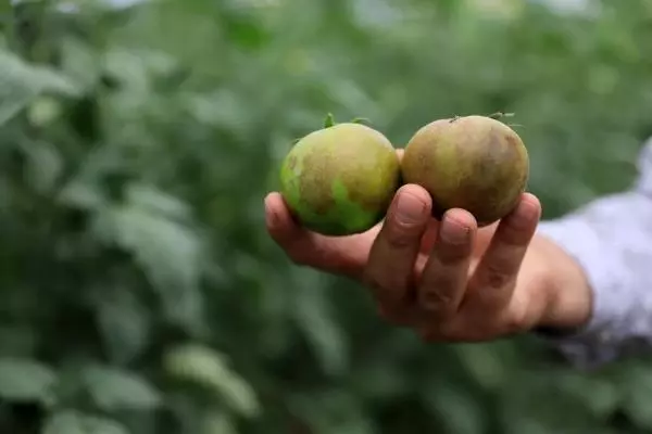 'İsrail virüsü' domatesin koronası 'İsrail virüsü' domatesin koronası