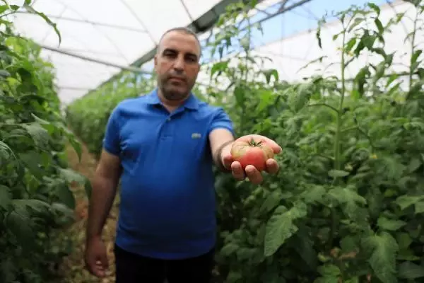'İsrail virüsü' domatesin koronası 'İsrail virüsü' domatesin koronası