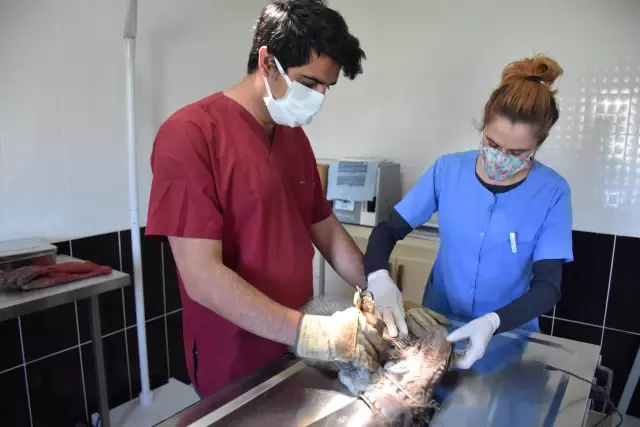 Kafkas Yaban Hayvanı Kurtarma ve Rehabilitasyon Merkezi yaban hayvanlarına şifa dağıtıyor Kafkas Yaban Hayvanı Kurtarma ve Rehabilitasyon Merkezi yaban hayvanlarına şifa dağıtıyor