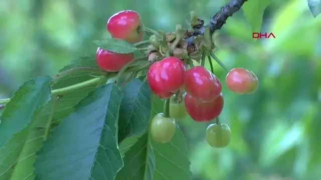 Kemalpaşa kirazı, dünya ligine hazırlanıyor