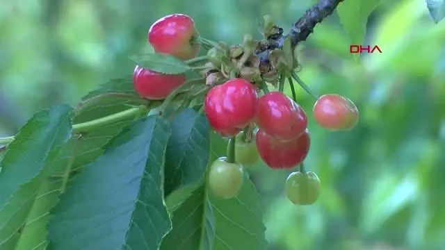 Kemalpaşa kirazı, dünya ligine hazırlanıyor