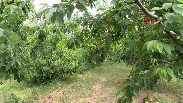 Kemalpaşa kirazı, dünya ligine hazırlanıyor