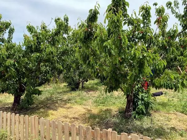 Kemalpaşa kirazı, dünya ligine hazırlanıyor