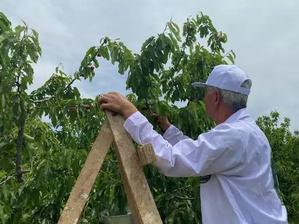 Kemalpaşa kirazı, dünya ligine hazırlanıyor
