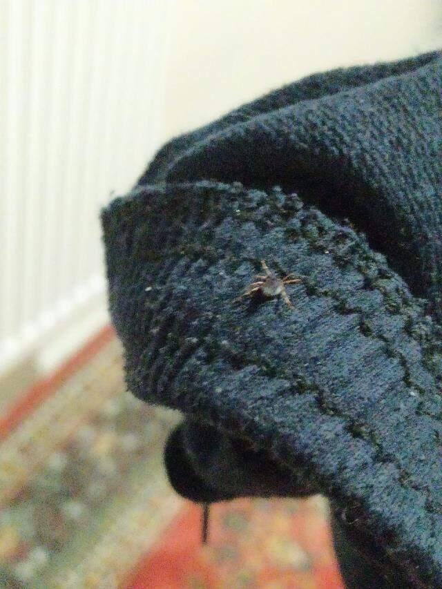 Öldürücülüğü koronadan çok daha yüksek olan Kırım Kongo Kanamalı Ateşi hastalığı nedeniyle Sivas'ta 3 kişi yaşamını yitirdi