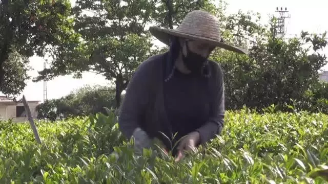Rize Ticaret Borsası Başkanı ve üreticiler yaş çay taban fiyatını değerlendirdi Rize Ticaret Borsası Başkanı ve üreticiler yaş çay taban fiyatını değerlendirdi