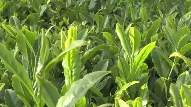 Rize Ticaret Borsası Başkanı ve üreticiler yaş çay taban fiyatını değerlendirdi Rize Ticaret Borsası Başkanı ve üreticiler yaş çay taban fiyatını değerlendirdi