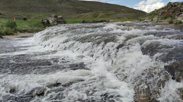 Uçan balıkların muhteşem göçü devam ediyor