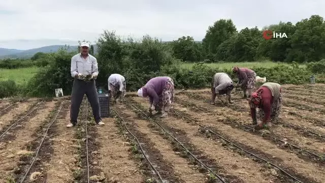 Yenice'nin kapya cinsi kırmızıbiber fideleri toprakla buluştu Yenice'nin kapya cinsi kırmızıbiber fideleri toprakla buluştu