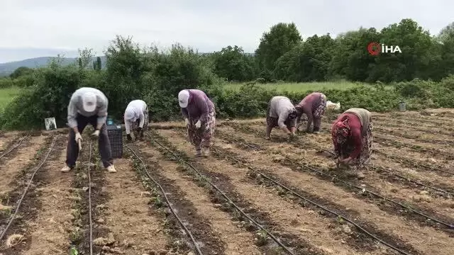 Yenice'nin kapya cinsi kırmızıbiber fideleri toprakla buluştu