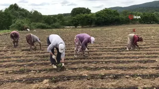 Yenice'nin kapya cinsi kırmızıbiber fideleri toprakla buluştu