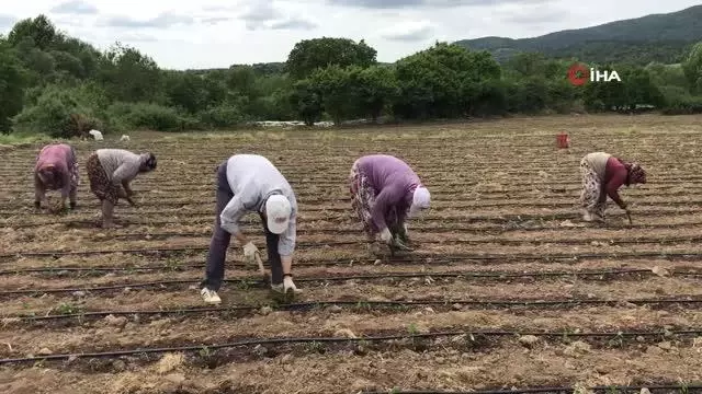 Yenice'nin kapya cinsi kırmızıbiber fideleri toprakla buluştu