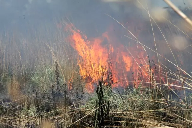 Son dakika haberi... Antalya'da yangın sazlık alanı küle çevirdi Son dakika haberi... Antalya'da yangın sazlık alanı küle çevirdi