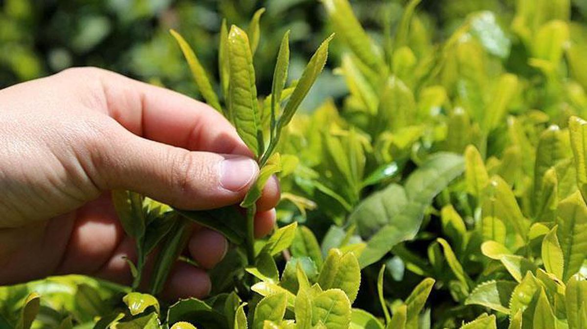 Çaykur, beyaz çayın kilosunu 600 liradan alacak