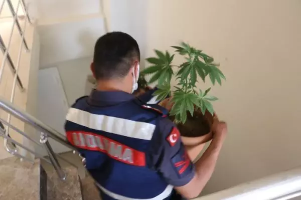 Son dakika haberi... EVİNİN TERASINDA HİNT KENEVİRİ YETİŞTİREN AFGAN GÖZALTINA ALINDI