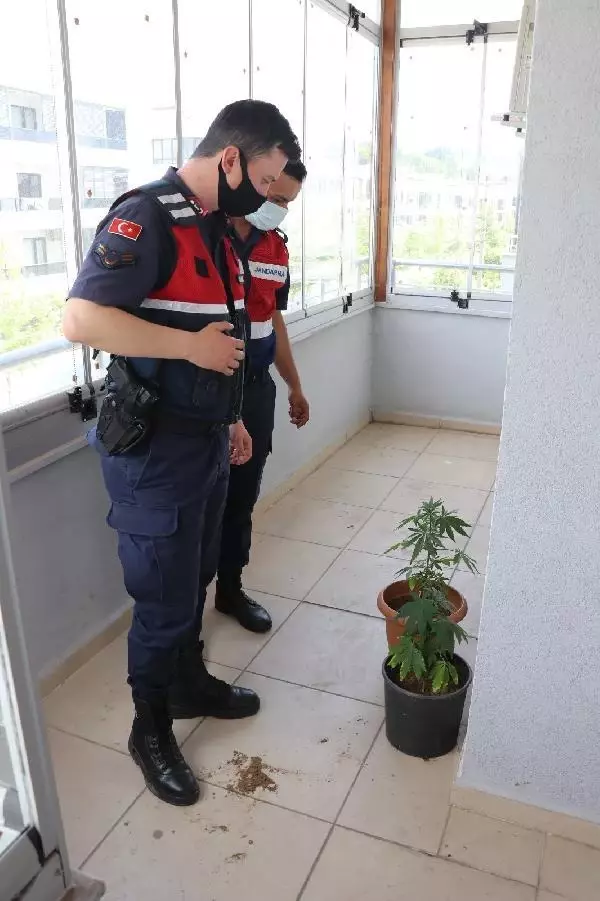 Son dakika haberi... EVİNİN TERASINDA HİNT KENEVİRİ YETİŞTİREN AFGAN GÖZALTINA ALINDI