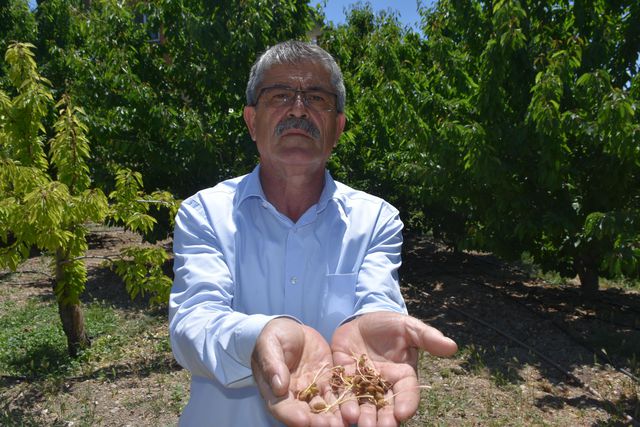Malatya'nın tescilli 'dalbastı' kirazında verim olumsuz hava koşulları nedeniyle düştü Malatya'nın tescilli 'dalbastı' kirazında verim olumsuz hava koşulları nedeniyle düştü