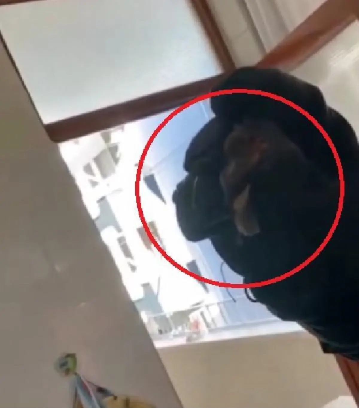 Mutfaktaki davlumbaza giren 4 yarasa çıkarıldı