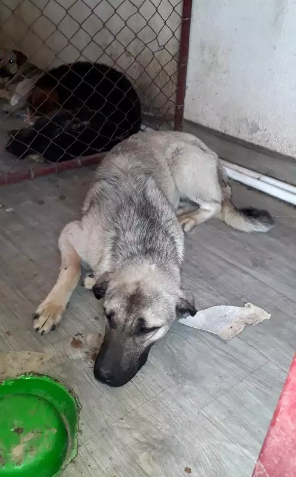 SOKAK KÖPEKLERİ OTOMOBİLİN TAMPONUNU PARÇALAYIP, ÇAMURLUĞUNA ZARAR