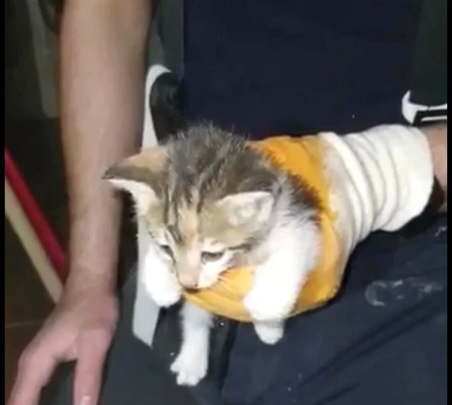 Su borusuna sıkışan yavru kedi kurtarıldı Haberler