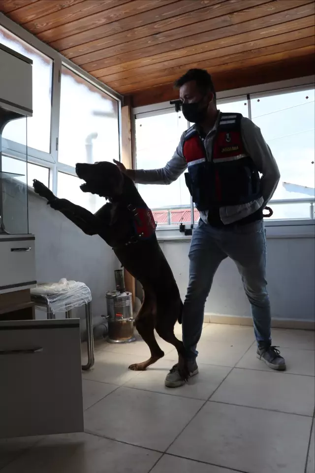 Uyuşturucu üretmek için saksıda Hint keneviri yetiştirdiği iddia edilen zanlı yakalandı