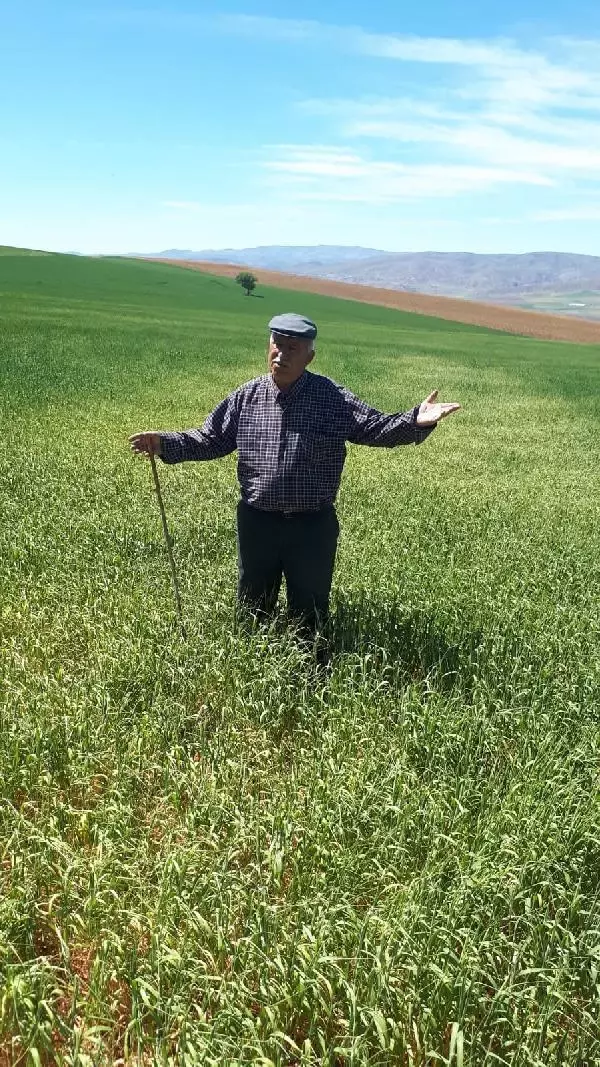 Ankara Bala'da tahıl alanlarında yüzde 70 ürün kaybı yaşandı Ankara Bala'da tahıl alanlarında yüzde 70 ürün kaybı yaşandı