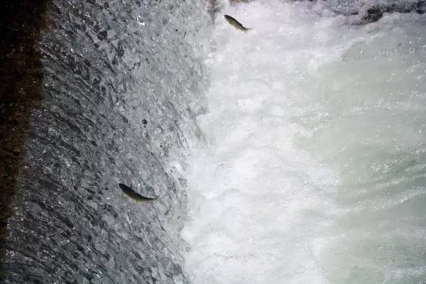 Büyükçay Deresi'nde kefaller üreme döneminde
