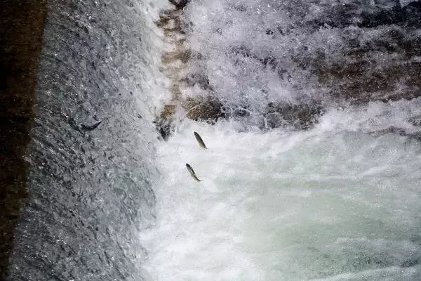 Büyükçay Deresi'nde kefaller üreme döneminde