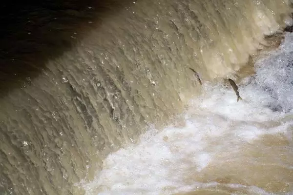 Büyükçay Deresi'nde kefaller üreme döneminde