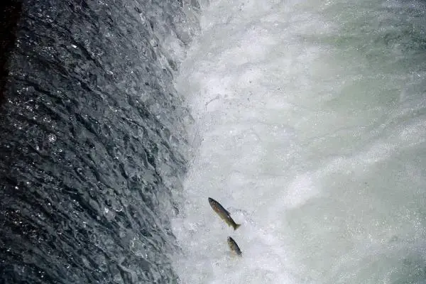 Büyükçay Deresi'nde kefaller üreme döneminde