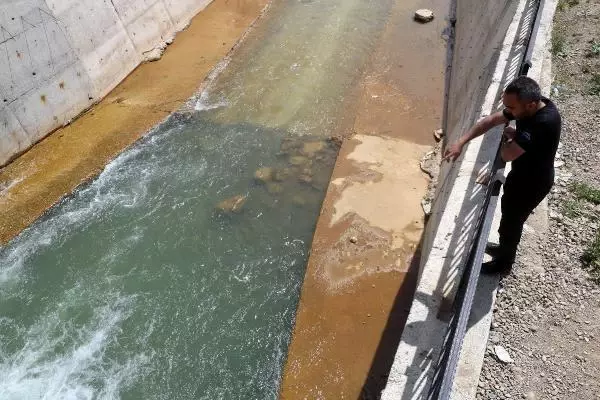 Büyükçay Deresi'nde kefaller üreme döneminde