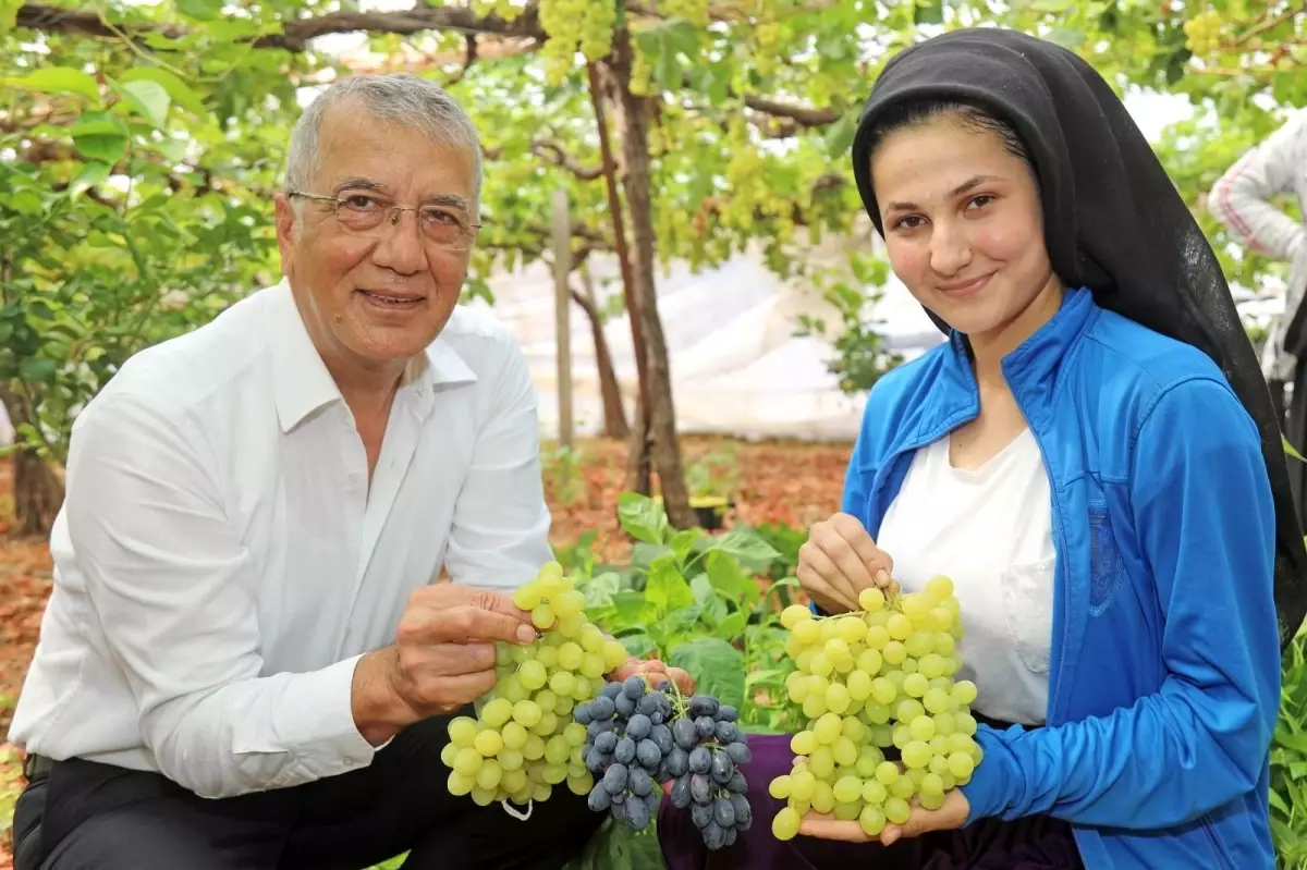 Mezitli'de örtü altı üzüm hasadı başladı