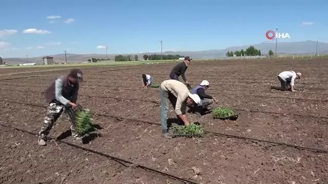 Muş'ta karpuz fideleri toprakla buluşturuluyor Muş'ta karpuz fideleri toprakla buluşturuluyor
