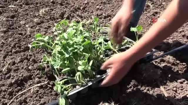 Muş'ta karpuz fideleri toprakla buluşturuluyor Muş'ta karpuz fideleri toprakla buluşturuluyor