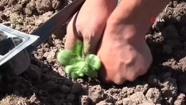 Muş'ta karpuz fideleri toprakla buluşturuluyor Muş'ta karpuz fideleri toprakla buluşturuluyor
