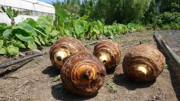 Çiftçinin yeni gözdesi gölevez; dönümde 50 bin TL kazandırıyor Çiftçinin yeni gözdesi gölevez; dönümde 50 bin TL kazandırıyor