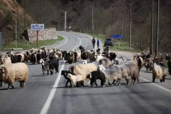 ÇOBANLARA YAYLALARDA BARINMA VE GÜNEŞ ENERJİSİ SİSTEMİ DESTEĞİ