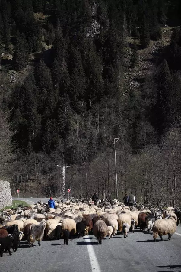 ÇOBANLARA YAYLALARDA BARINMA VE GÜNEŞ ENERJİSİ SİSTEMİ DESTEĞİ
