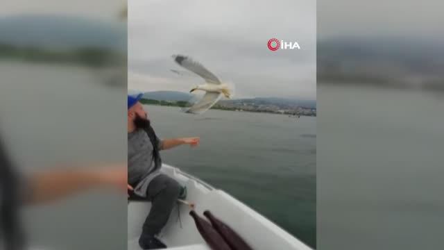 denizin ortasinda martiyi elleri ile besledi 14148338 o